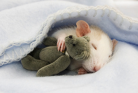 1365555167_mouse_with_teddy_bear.jpg