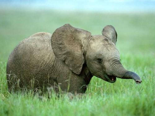 1365923639_blissfully-cute-baby-animals-baby-elephant-11.jpg