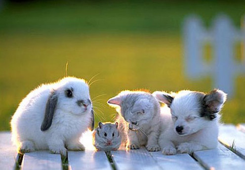 1366592587_4_baby_animals.jpg