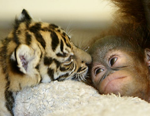 1366726412_funcage-cute-baby-animal-16-480x371.jpg