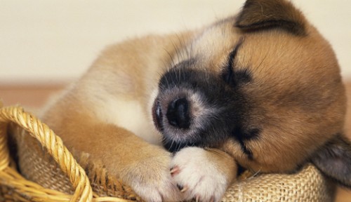 1367026202_sleeping_puppy_in_basket.jpg