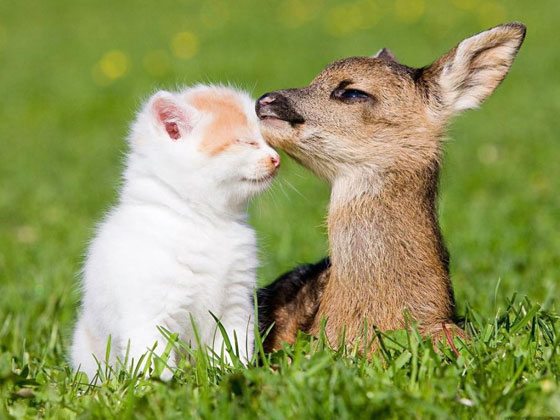 1367180339_cute-baby-deer-with-her-kitten-friend-cute-animal-friendship.jpg