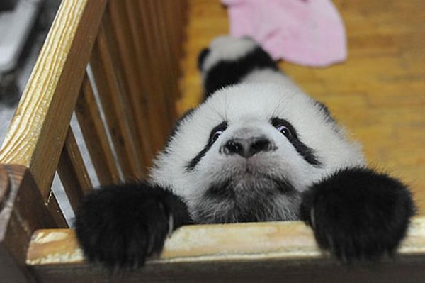 1367199484_image-5-for-li-the-panda-makes-her-great-escape-gallery-771353750.jpg