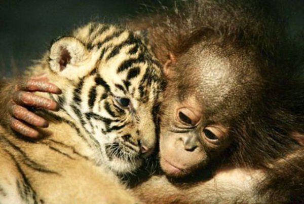 1367291530_baby-tiger-orangutan-1.jpg