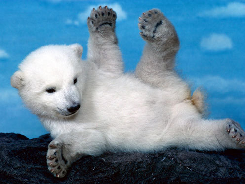 1367453910_baby_polar_bear.png