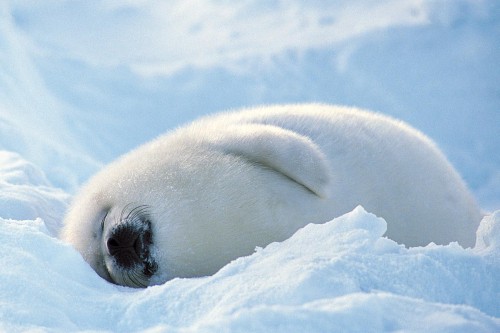 1367590480_blissfully-cute-baby-animals-baby-seal-17.jpg