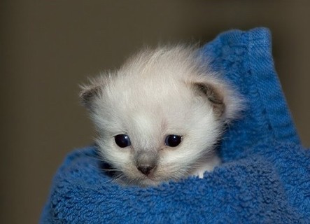 1367799417_white_kitten_blue_towel.jpg