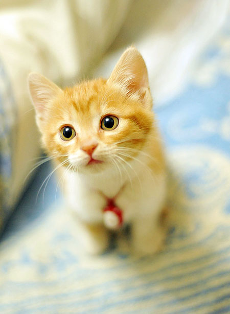 1368376372_ginger_kitten_looking_up.jpg