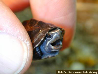 1369052405_fun-turtle-cute-baby-animal.jpg