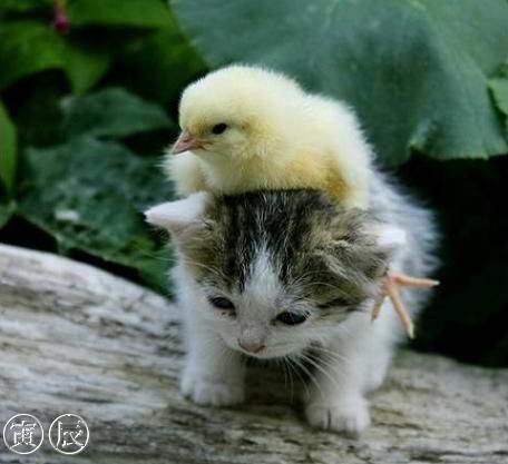 1369104683_too-cute-bird-and-cat-jpg.jpg