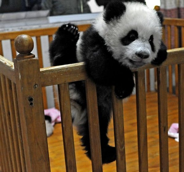 1369700793_cute_baby_panda_pictures_29.jpg