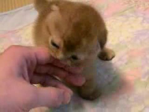 1369880270_kitten_sucking_finger.jpg