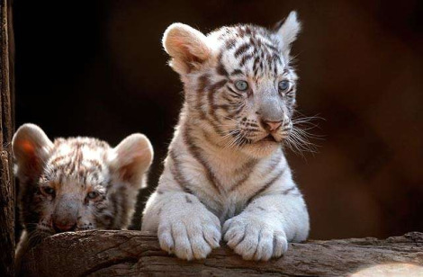 1370130370_2_baby_tigers.png