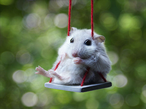 1370133861_mouse_on_a_swing.jpg