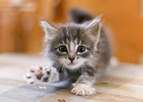 1371192599_adorable-baby-cat-cute-kitten-favim_com-284524.jpg