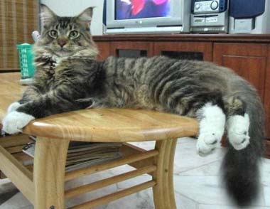 1372033314_maine-coon-cat-white-boots.jpg