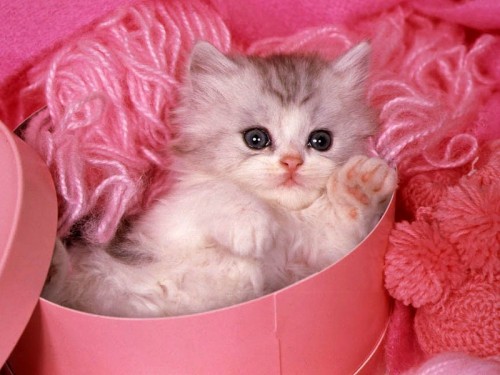 1372252357_cute20pinky20cat-101109-500x375.jpg