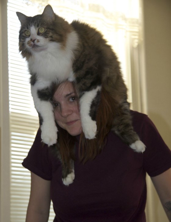 1372568948_norwegian_forest_cat_hat.jpg