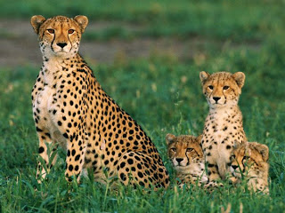 1372683845_cheetahs.jpg