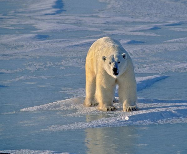 1372904270_polar_bear_on_ice_in_hudsons_bay_600.jpg