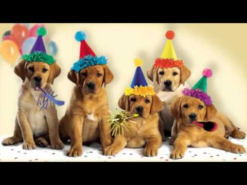 1373180671_5_birthday_dogs.jpg