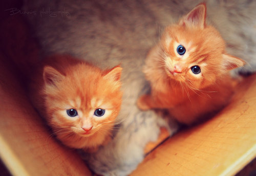 1373410108_2_ginger_kittens_in_box.jpg