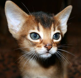 1373550260_abyssinian-kitten.jpg