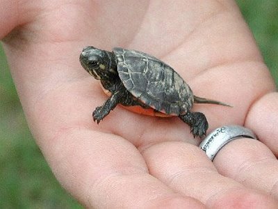 1373603587_1_baby_turtle.jpg