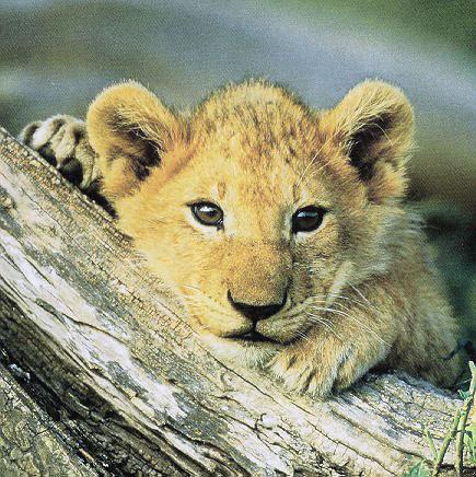 1373757740_cute-baby-lion-zoo-animals.jpg