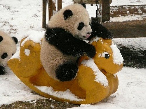 1374026715_baby_panda_on_rocking_horse.jpg