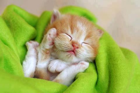 1374134070_baby-cat-cat-cute-favim_com-599640.jpg