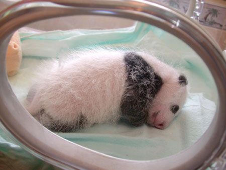 1374392417_infant_panda_in_incubator.jpg