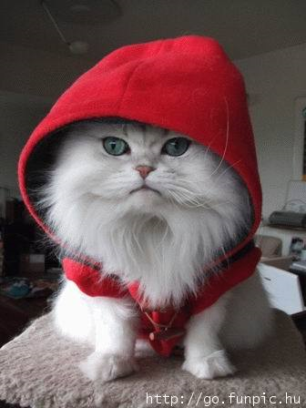 1375054658_little_red_riding_hood_kitty.png