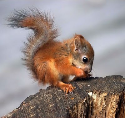 1375151753_baby-squirrel.jpg