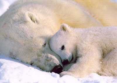 1375237816_polarbears_mom_baby.jpg