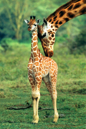 1375328084_baby_giraffe_and_mother.jpg