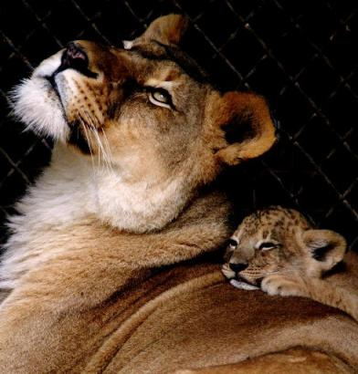 1375500371_lioness_and_cub.png