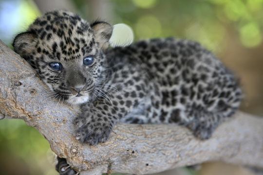 1376181458_baby-leopard-the-animal-kingdom-213003_540_360.jpg