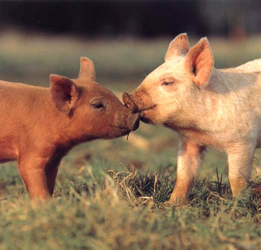 1376274895_2_piglets.png