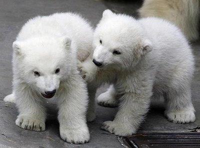 1376519085_2_baby_polar_bears_b.jpg