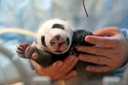 1376822596_baby-panda-cute-19.jpg