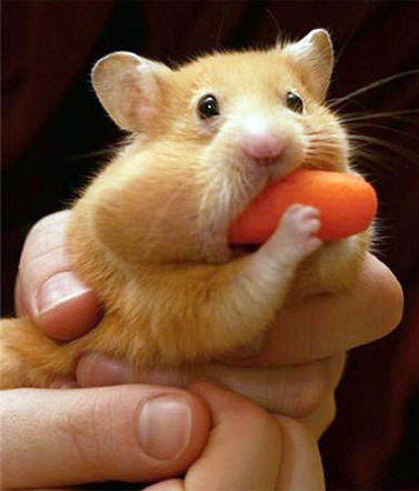 1376974929_1_baby_hamster.jpg