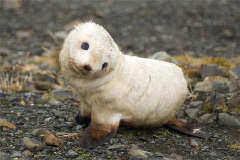 1377424892_fur-seal-pup-teaser.jpg