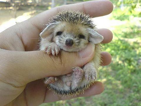 1377474522_baby-hedgehog-cute-201210.jpg