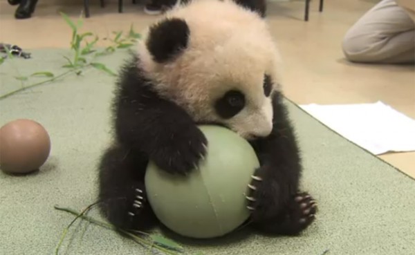 1377576869_babypanda-600x369.jpg