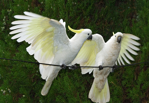 1377994476_sulphur-crested-cockatoos---img_9590.jpg