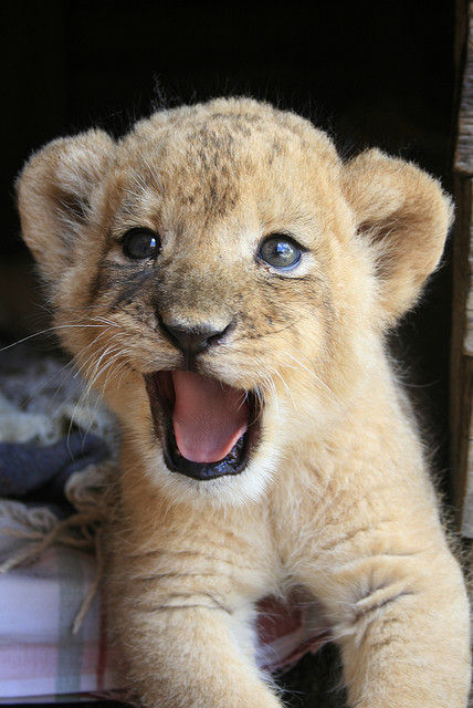 1378095886_cute_lion_cub.jpg