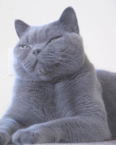 1378265776_russian_blue_cat_seated.jpg