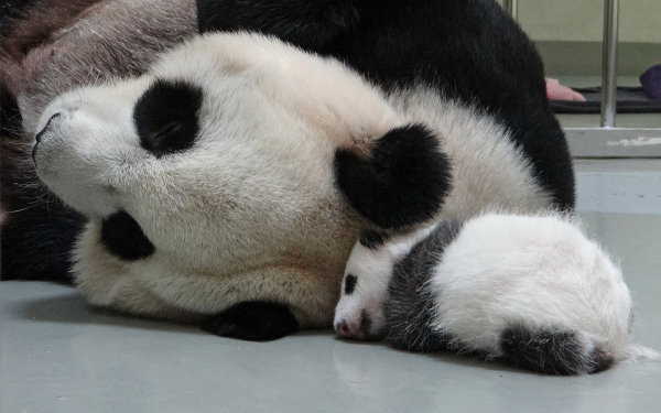 1378689292_baby_panda_taipei_zoo.jpg