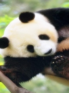 1379261064_cute-baby-panda_00094983.jpg